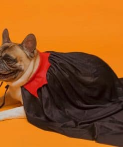 French Bulldog In Vampire Cape paint by numbers