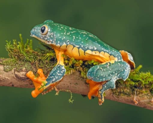 Fringed Leaf Frog On Branches paint by numbers