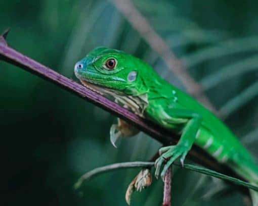 Green Lizard In Tree Branch paint by numbers
