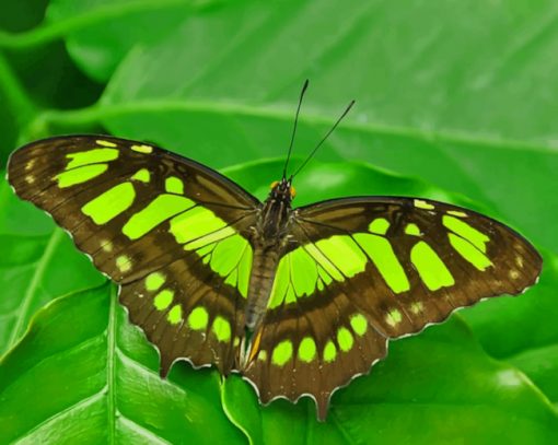 Green Malachite Butterfly paint by numbers