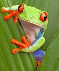 Green Tree Frog With Red Eyes paint by numbers