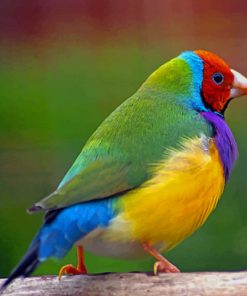 Green Yellow Red And Blue Bird Gouldian Finch paint by numbers
