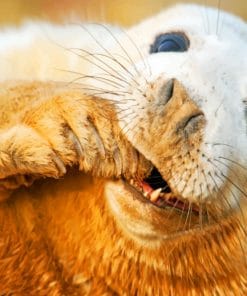 Grey Seal In Scotland Sable Island paint by numbers