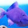 Purple Triggerfish Atlantic Ocean paint by numbers