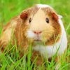 Guinea Pig Cavy Pet Guinea Rodent paint by numbers