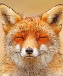 Happy Fox paint by numbers