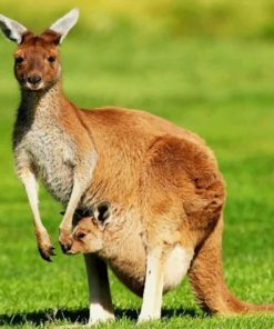 Kangaroo And Her Baby In Marsupium Pouch paint by numbers