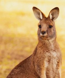 Kangaroo Marsupial Mammal Australia paint by numbers