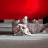 Kitten Playing Under Red Sofa paint by numbers