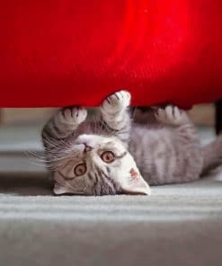 Kitten Playing Under Red Sofa paint by numbers