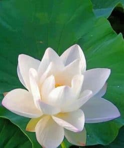 Lotus White Flower paint by numbers
