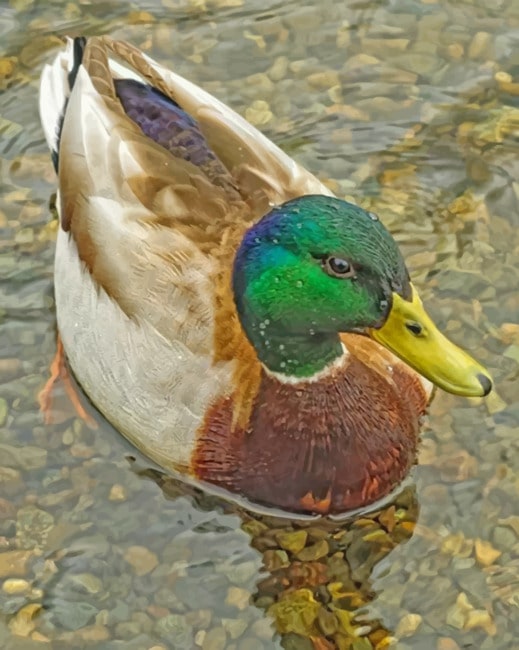 Mallard Duck In River paint by numbers