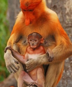 Mommy And Baby Proboscis Monkey paint by numbers