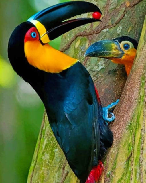 Mommy And Baby Toucan paint by numbers