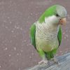 Monk Parakeet Parrot Bird paint by numbers