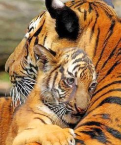 Mother And Baby Tiger paint by numbers