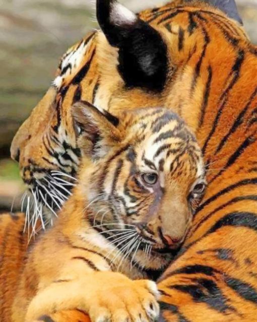 Mother And Baby Tiger paint by numbers