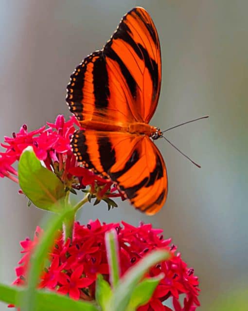Orange And Black Butterfly paint by numbers