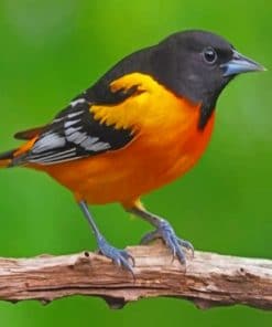 Orange And Black Bird paint by numbers