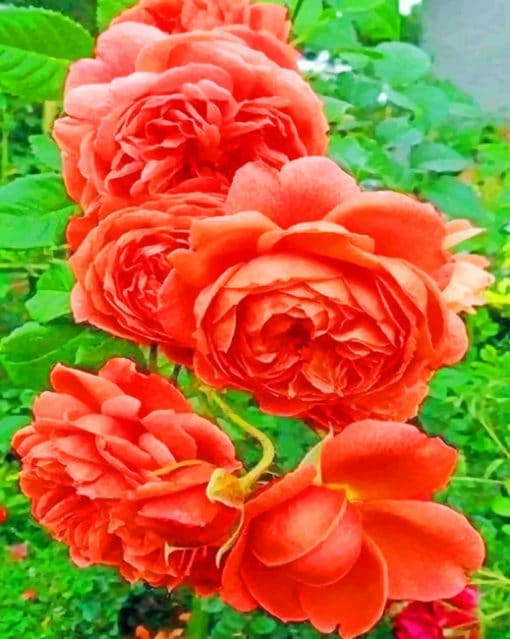 Close Up Orange Roses paint by numbers