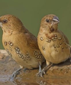 Pair Of Spice Finches Perched On Rim Of Bird Bath paint by numbers