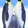 Penguins Male And Female paint by numbers
