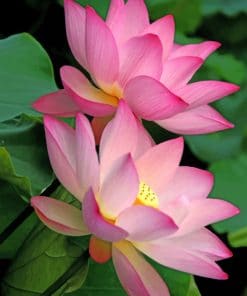 Pink Lotus Flowers paint by numbers