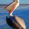 Pismo Pelican paint by numbers