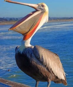 Pismo Pelican paint by numbers