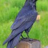 Raven Bird paint by numbers
