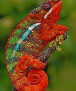 Red And Green Chameleon paint by numbers
