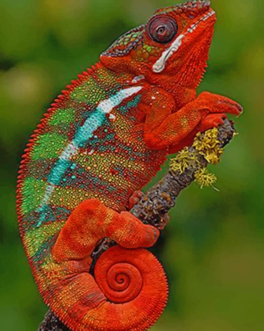 Red And Green Chameleon paint by numbers