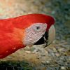 Red And White Parrot paint by numbers
