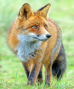 Red Fox In The Forest paint by numbers