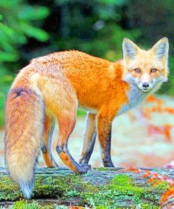 red fox in the woods paint by numbers