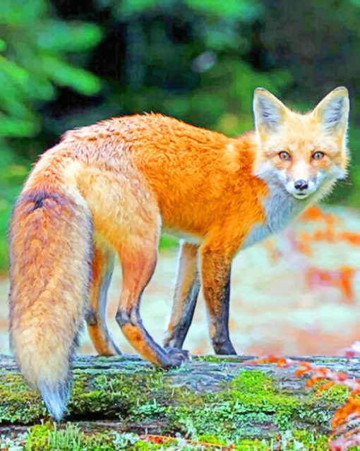 red fox in the woods paint by numbers