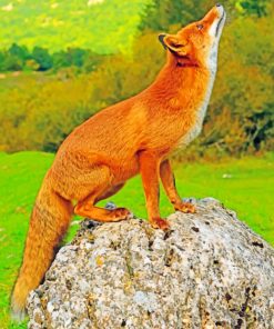 Red Fox On A Rock paint by numbers