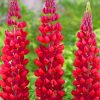 Red Lupine Flowers paint by numbers