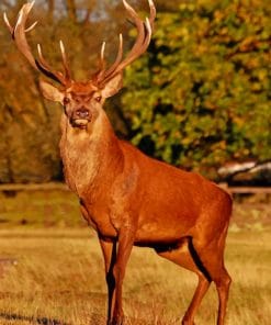 Red Stag Deer paint by numbers