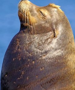 Sea Lion Face paint by numbers
