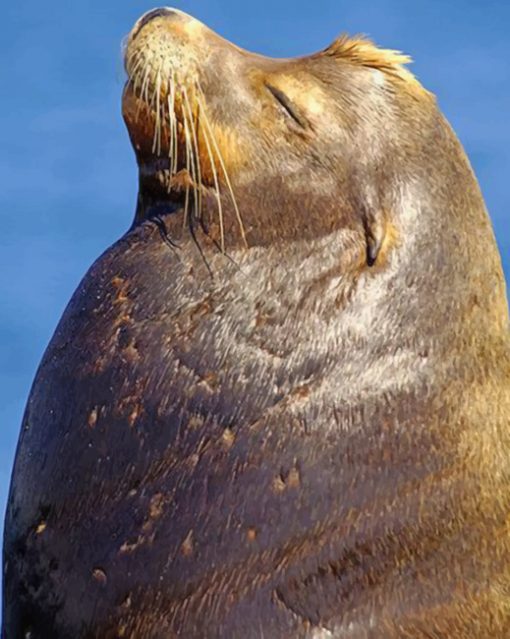 Sea Lion Face paint by numbers