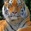 Siberian Tiger Portrait paint by numbers