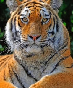 Siberian Tiger Portrait paint by numbers