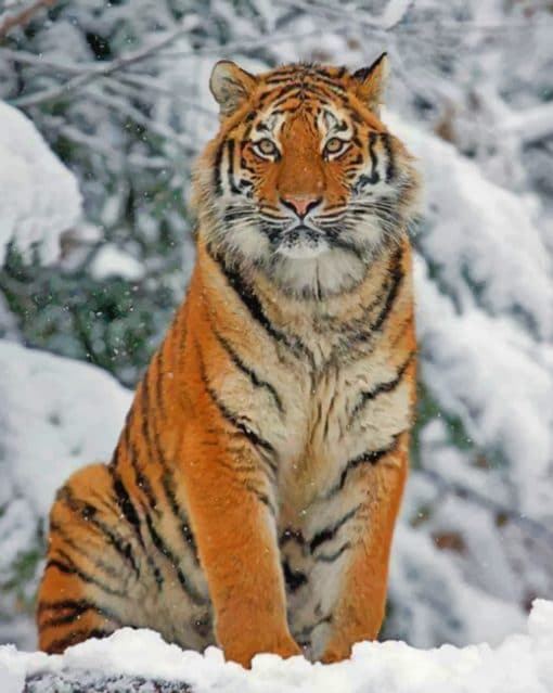 Siberian Tiger In The Snow paint by numbers