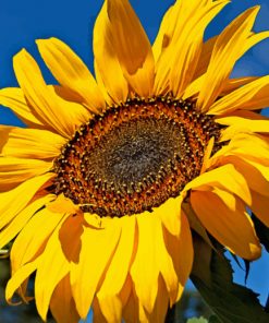 Yellow Sunflower In Sun paint by numbers