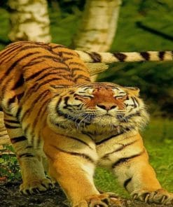 Tiger Stretching paint by numbers