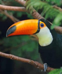 Toucan Standing Tree Branch paint by numbers
