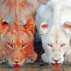White And Brown Lions paint by numbers