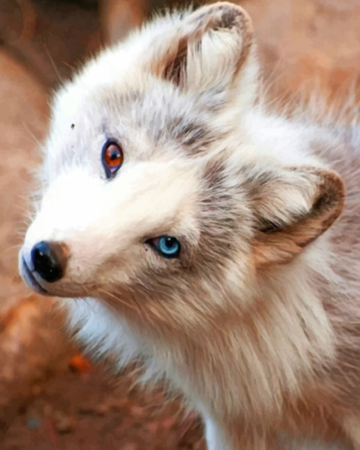 White Fox Blue and Brown Eyes - Animals Paint By Numbers - Modern Paint by  numbers
