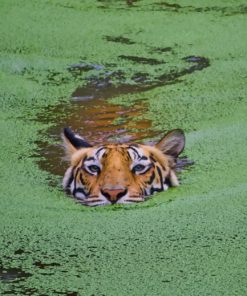 Wild Tiger In Swamp paint by numbers
